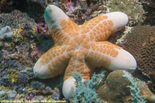 sea star